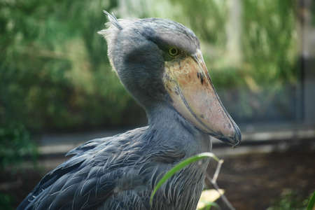 African boatbill (Balaeniceps rex) is a large African wading bird known especially because of its strikingly shaped beak.の写真素材