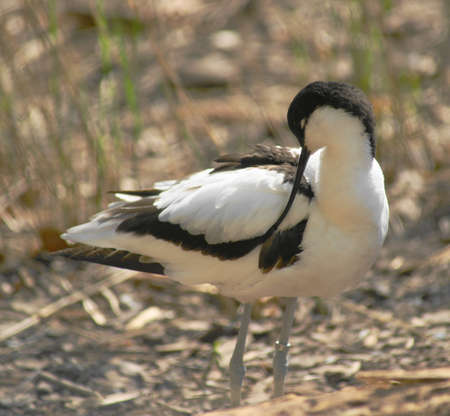 European avocet (Recurvirostra avosetta) is a large bird of the family of Gulls tenkozocovitÃ½ch widespread in Europe and Asia.の写真素材