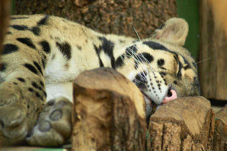 Amur leopard, a leopard or amurense Amur leopard, (Panthera pardus orientalis or Panthera pardus amurensis) is a critically endangered subspecies of leopard spotted.  の写真素材