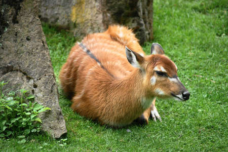 Sitatunga (Tragelaphus spekeii)の写真素材