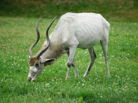 ADAX 3の写真素材