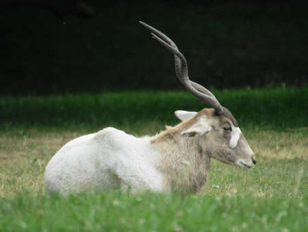 ADAX 1の写真素材