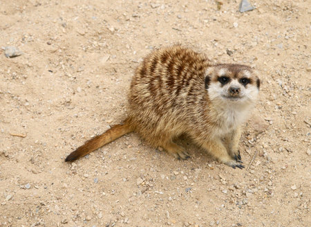 Meerkat (mongoose Meerkat, Suricata suricatta) is a daily pospolite Mongooses wild beast.の写真素材