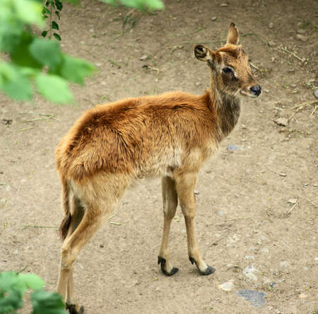 abok antelope (Kobus megaceros) is an antelope, which is located in flood plain areas in southern Sudan.の写真素材