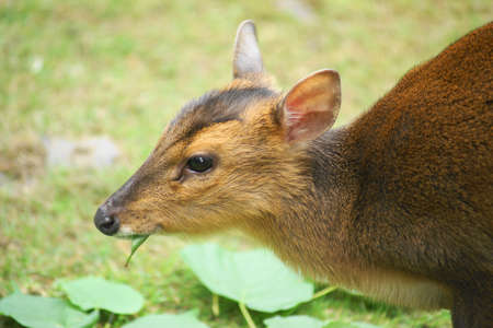 Muntiacus small (Muntiacus reevesii) is a small mammal of the deer family muntiacus, which is found naturally in the territory of China and Taiwan.の写真素材