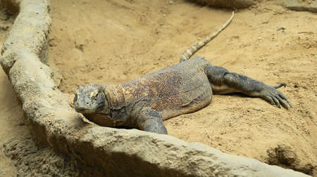 Komodo dragon (Varanus komodoensis) or a dragon lizard is the most powerful living species of lizard of the family varanovitÃ½ch. For its size, ferocity and danger is called.の写真素材