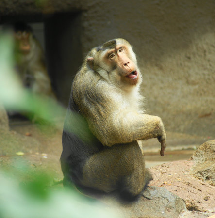 Macaque Pig is a medium-sized monkey can grow up to 15 kg weight and height to 60 inches.