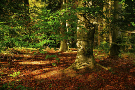 Autumn in the park Pruhonice