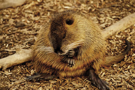 Coypu の写真素材
