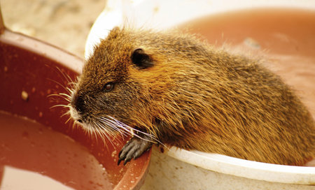 Coypu の写真素材