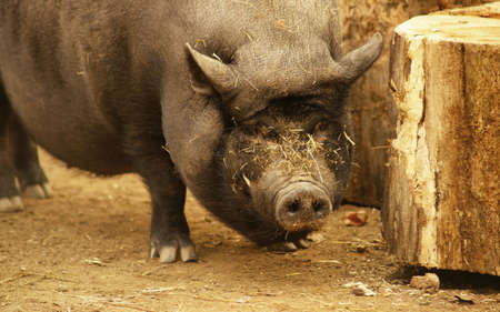 Pig の写真素材