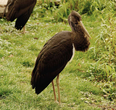 Young black storkの写真素材