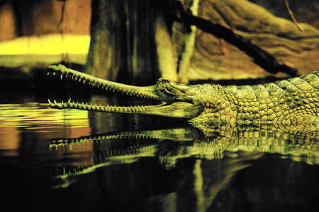Indian gavial in Prague Zooの写真素材