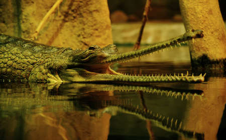 Indian gavialの写真素材