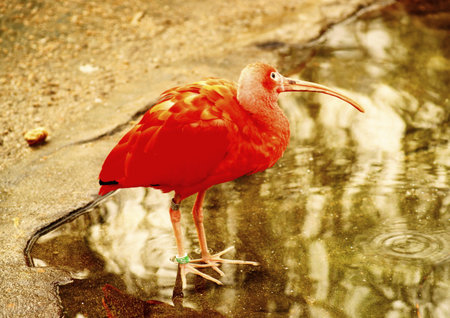 Ibis rud
