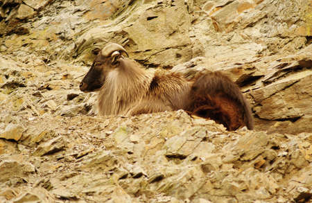 Barbary sheepの写真素材