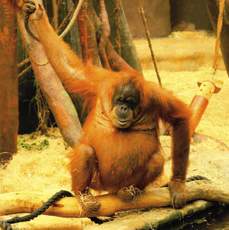 Orangutan (Pongo pygmaeus)の写真素材