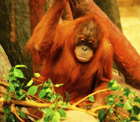 Orangutan (Pongo pygmaeus) の写真素材