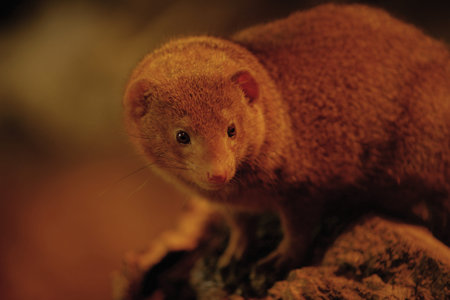 Mangusta dwarf / Helogale parvula