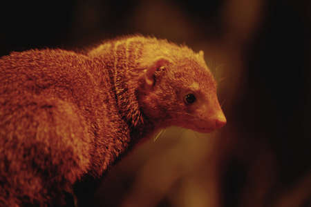 Mangusta dwarf / Helogale parvula の写真素材