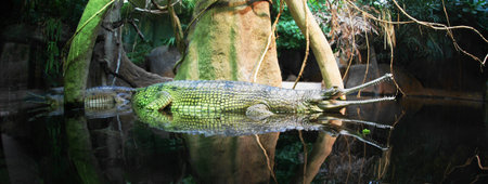 Indian gavial 