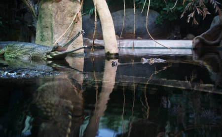 Indian gavial 