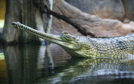 Indian gavial の写真素材