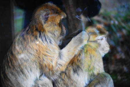 Barbary macaques (Macaca sylvanus)の写真素材