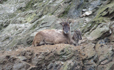 Barbary sheep の写真素材