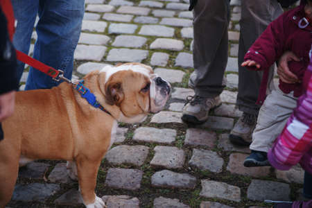 Bulldog and hand the childの写真素材