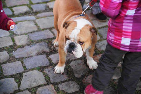 Bulldog and hand the childの写真素材