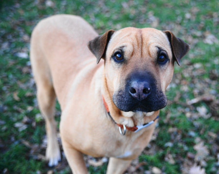 dog hybrid