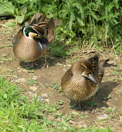 drake and duckの写真素材