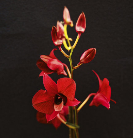 Pictures of orchid exhibition in Prague Botanical Garden in Troja greenhouse Fata Morgana