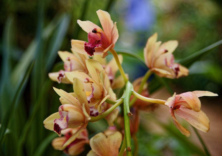 Pictures of the Prague exhibition of orchids in the botanical garden in Troja greenhouse  Fata...