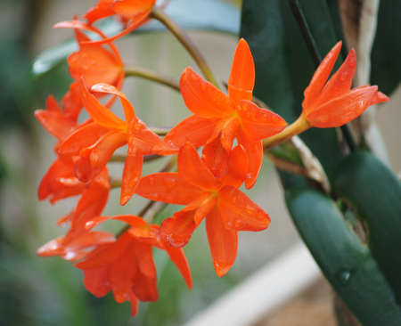 Pictures of the Prague exhibition of orchids in the botanical garden in Troja greenhouse "Fata Morgana"の写真素材