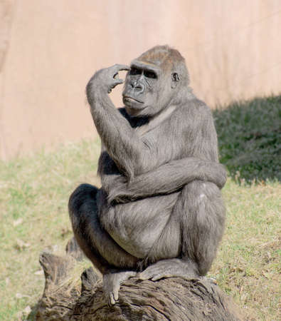 Lowland Gorilla Class  mammals, Order  Primates, Family  apeの写真素材