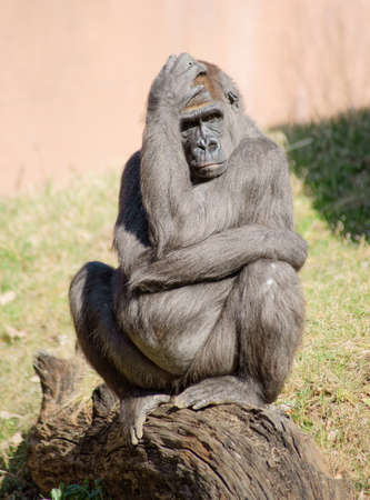 Lowland Gorilla Class  mammals, Order  Primates, Family  apeの写真素材