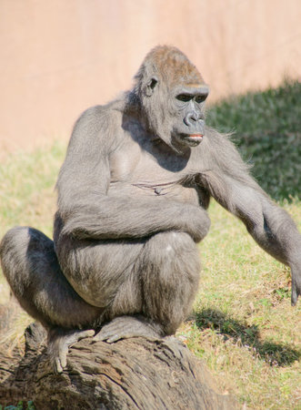 Lowland Gorilla Class  mammals, Order  Primates, Family  ape