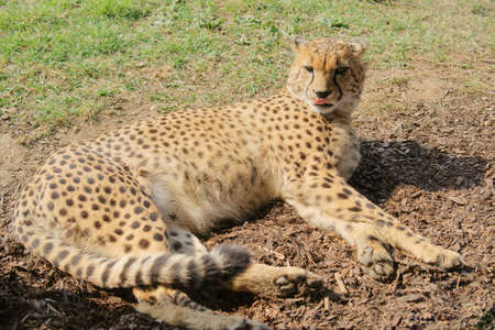 Cheetah  Acinonyx jubatus , class  mammals, Order  Carnivores, Family  Catsの写真素材