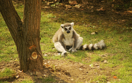 Lar gibbon, Class  mammals, Order  Primates, Family  gibbons