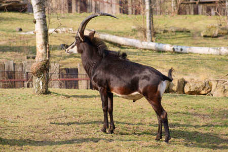 Antelope, Hippotragus niger ,Class  mammals, Order  Artiodactyla, Family  bovidの写真素材