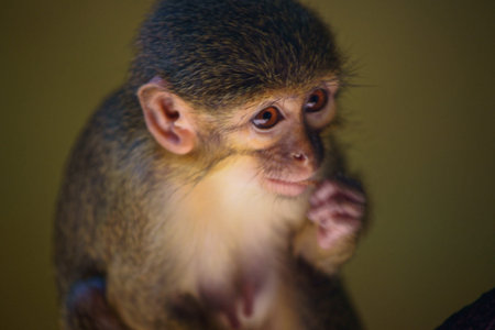 Northern talapoin, Class  mammals, Order  Primates, Family  Monkey