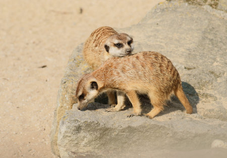Meerkat, Class  mammals, Order  Carnivores, Family  Mongooses