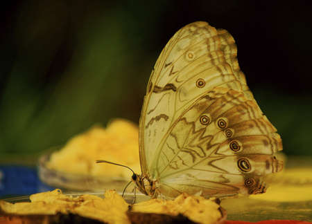 Tropical butterfly exhibition in Prague-Trojaの写真素材