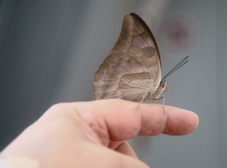 Tropical butterfly exhibition in Prague-Troja