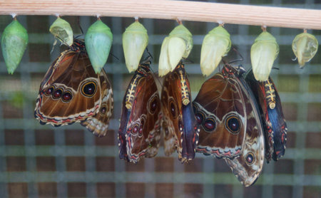 Tropical butterfly exhibition in Prague-Trojaの写真素材
