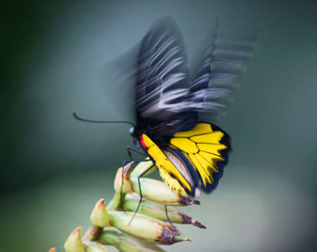 Tropical butterfly exhibition in Prague-Trojaの写真素材