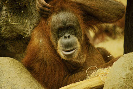 pictures of orangutans living in the Prague zoo の写真素材