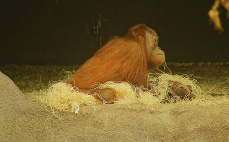 pictures of orangutans living in the Prague zoo 